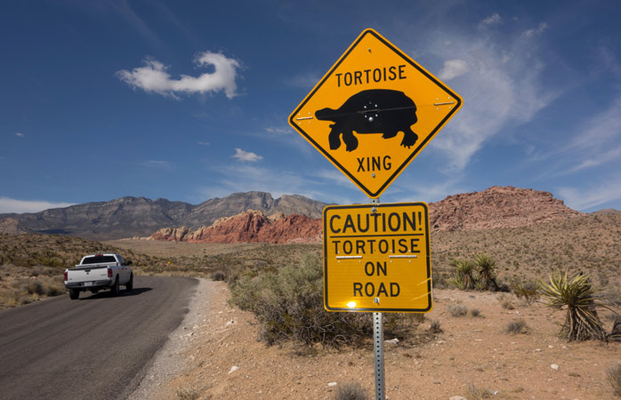 Watch out for Desert Tortoises at Red Rock Canyon